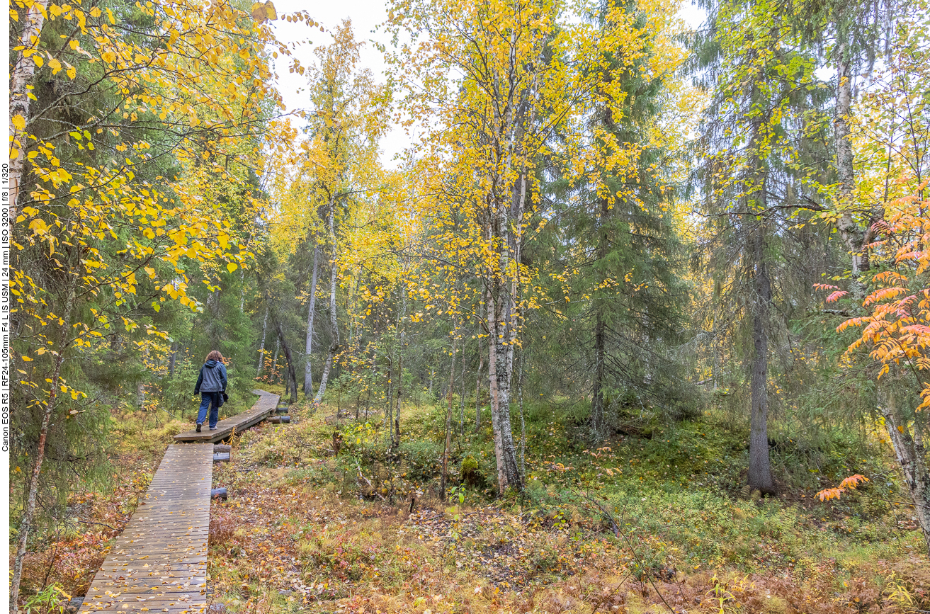 Nasses Holz führt über nassen Boden