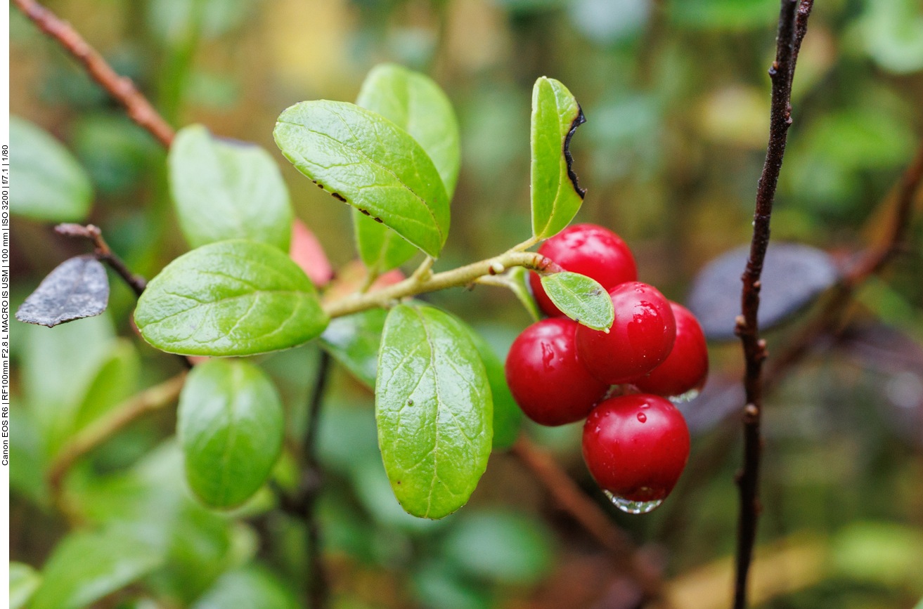 Preiselbeere [Vaccinium vitis-idaea]
