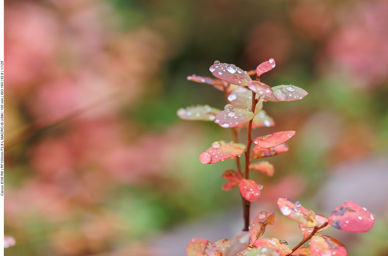 Regentropfen auf den Blättern