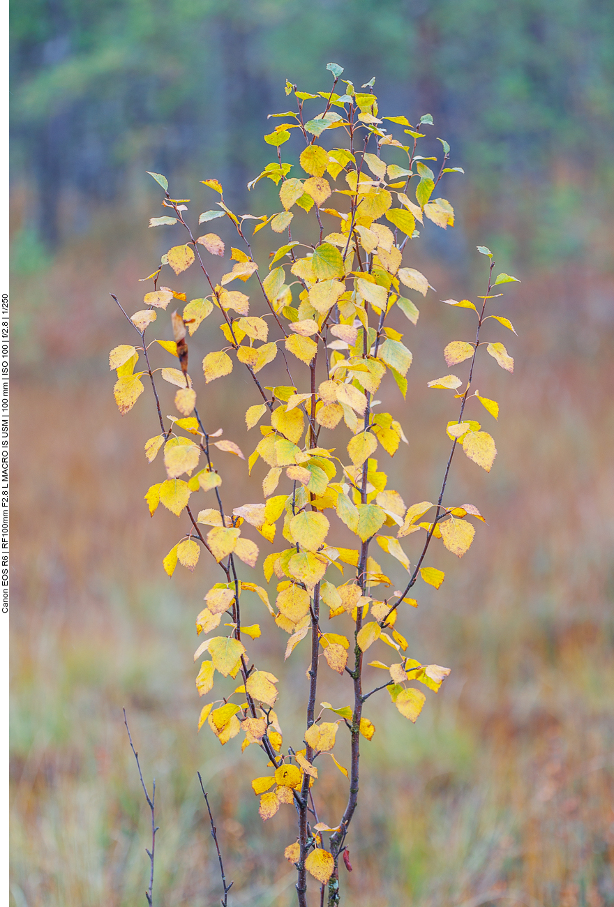Junge Moor-Birke [Betula pubescens]