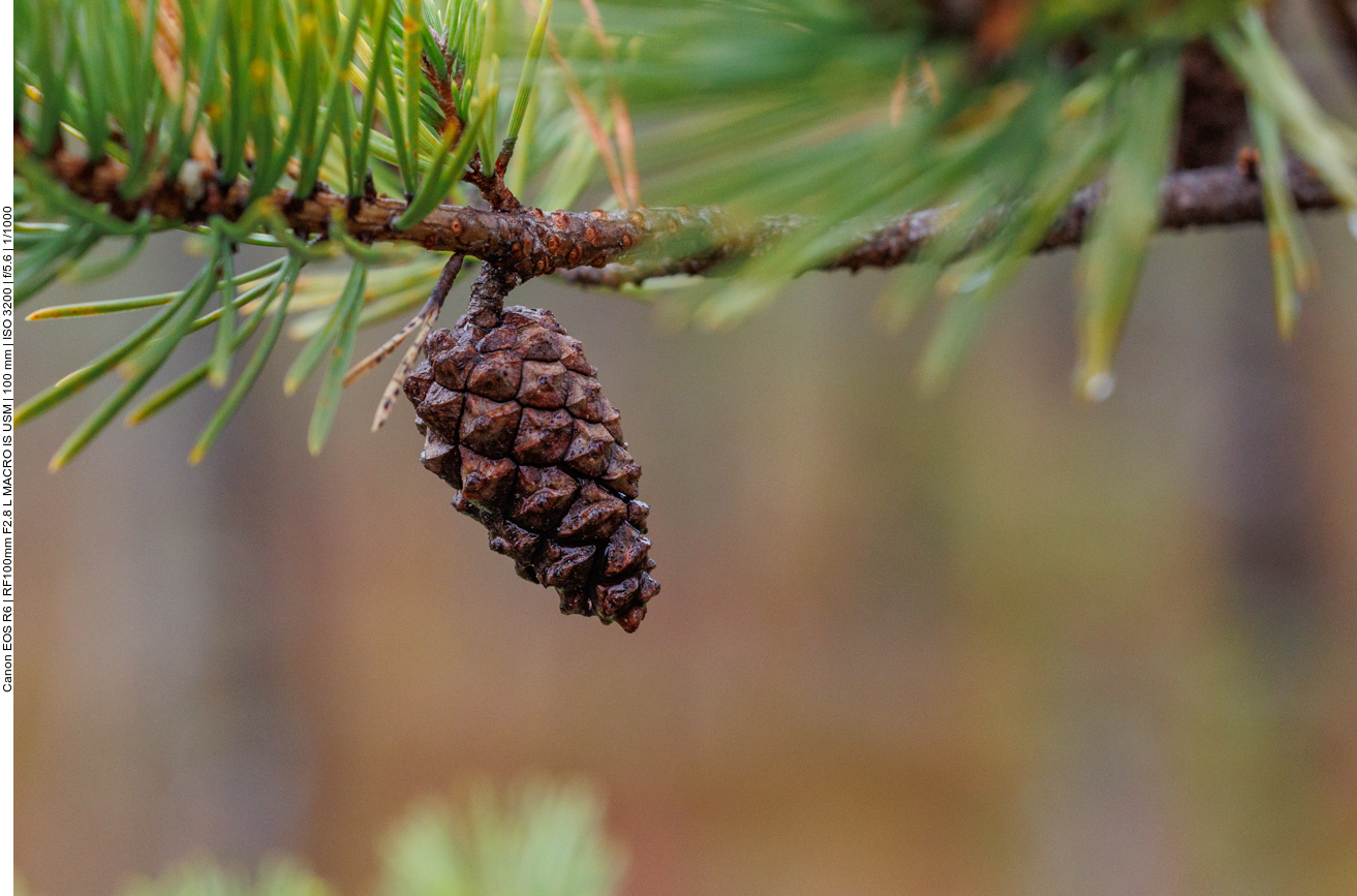 Fichtenzapfen