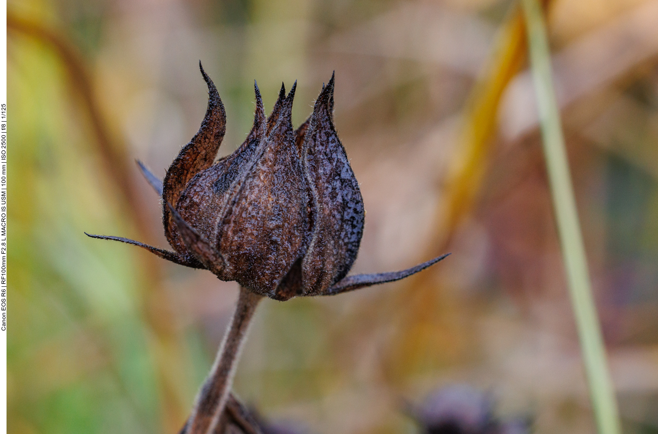 Sumpf-Blutauge [Potentilla palustris]