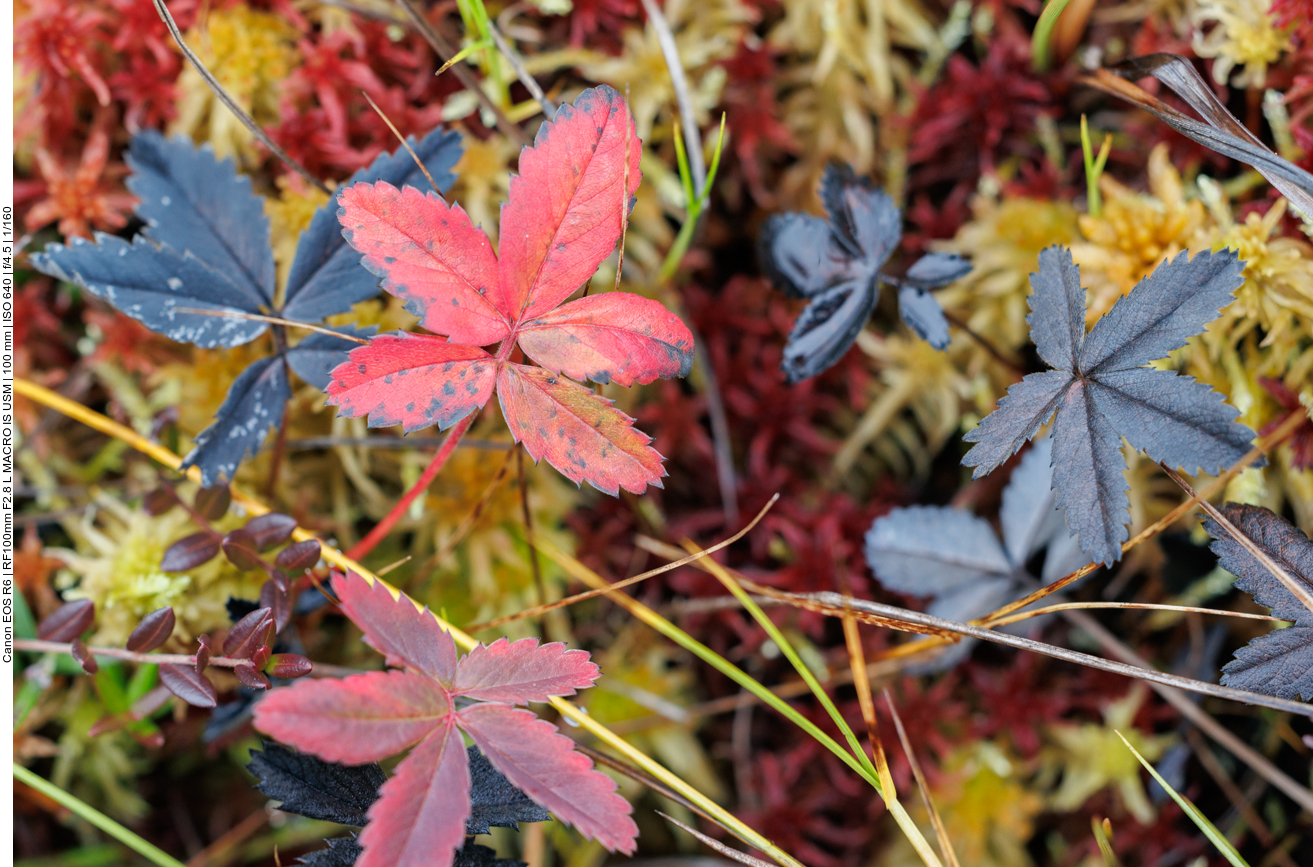 Blätter der Sumpf-Blutauge [Potentilla palustris]