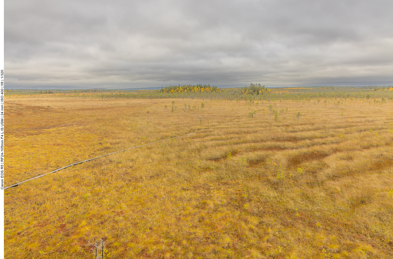 Unser Plankenweg durch die Sumpf-Ebene