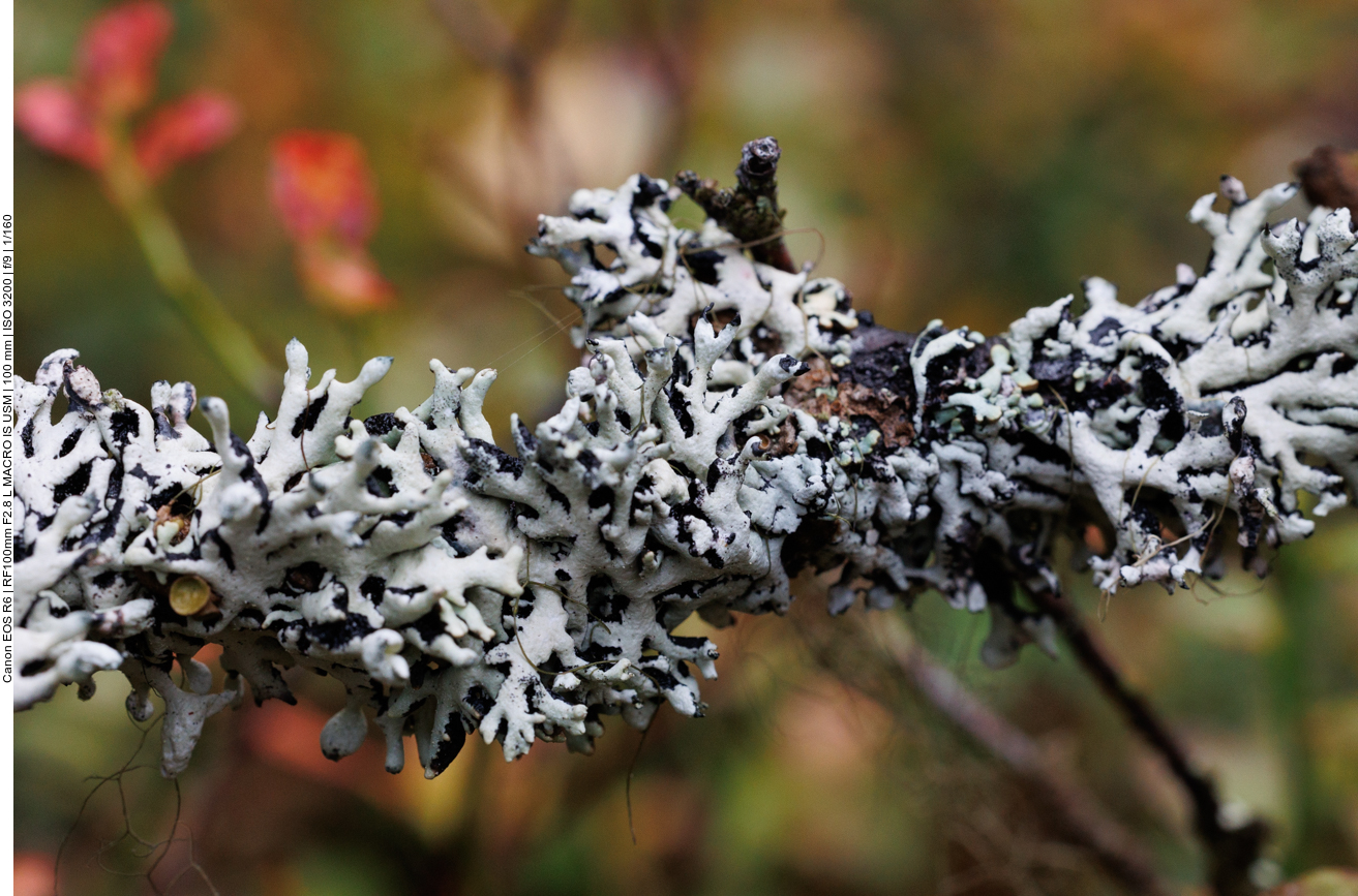 Flechten an einem Ast