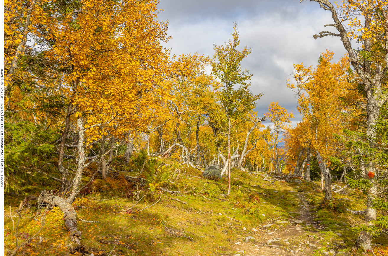 ... aber auch orange ist im Vormarsch