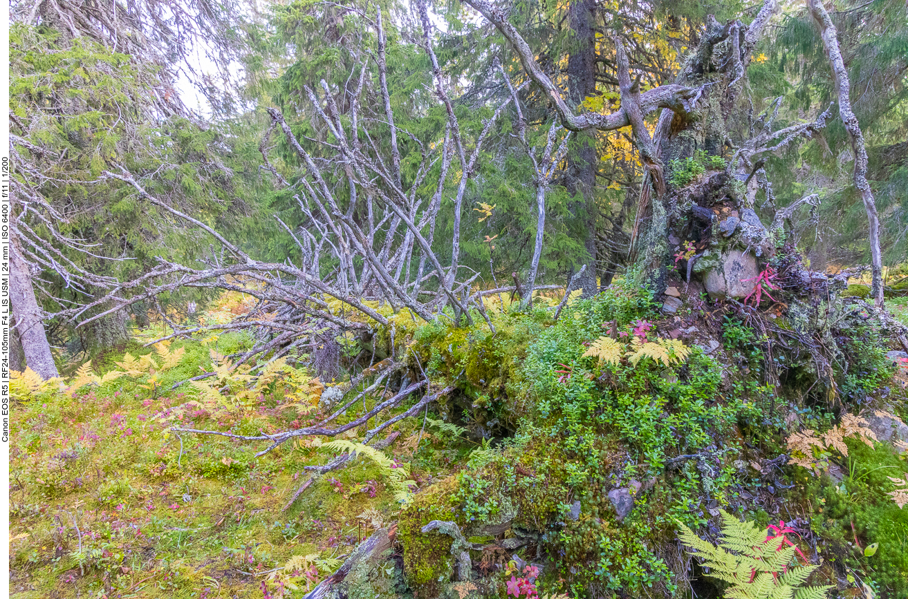 Mit Moos überwucherter Baumstamm