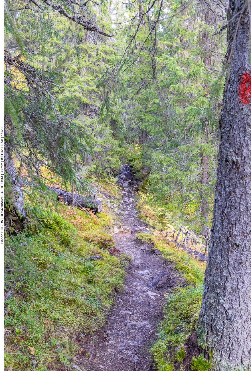 Pfad durch den Forst