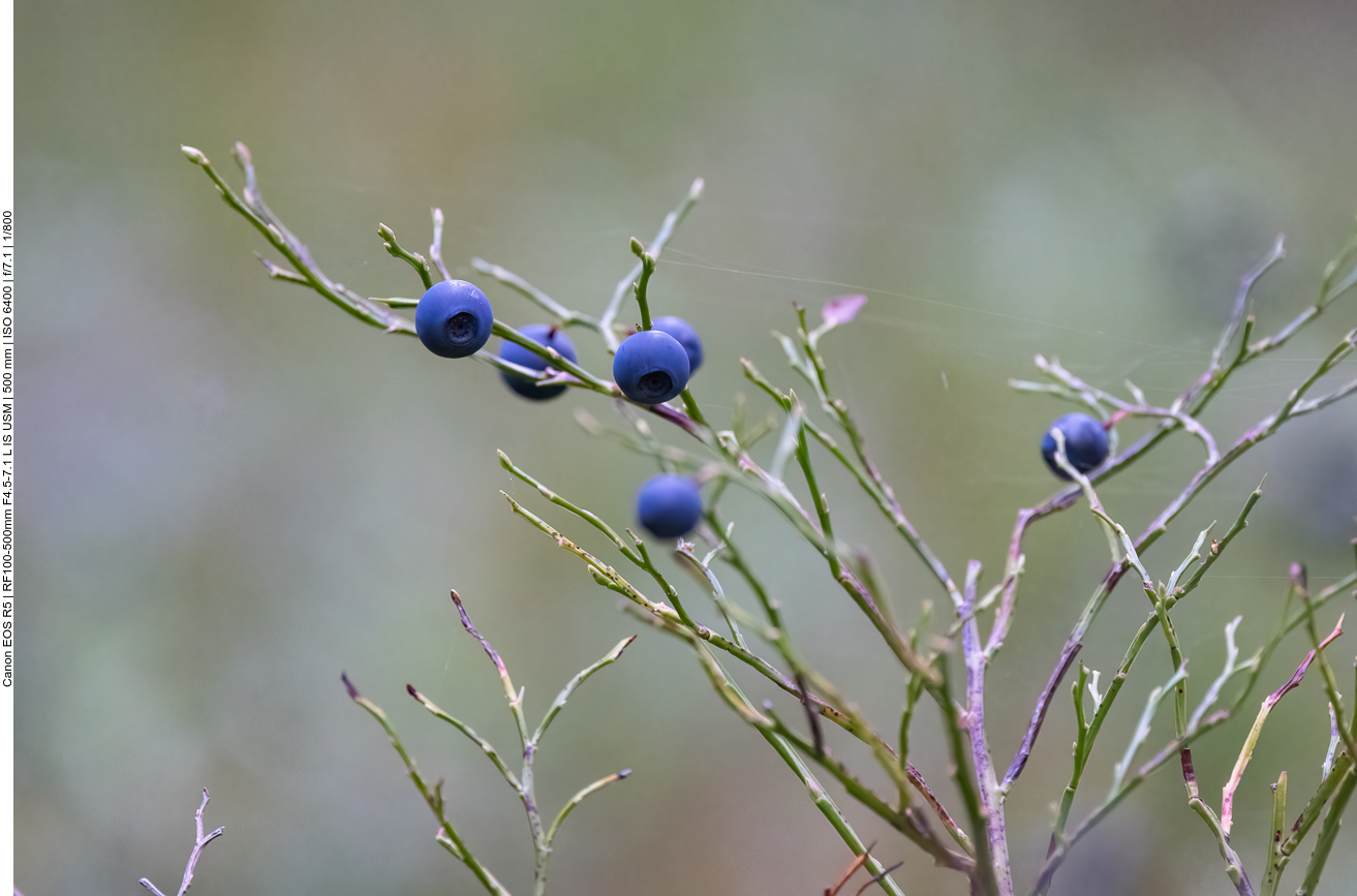 Heidelbeere [Vaccinium myrtillus]