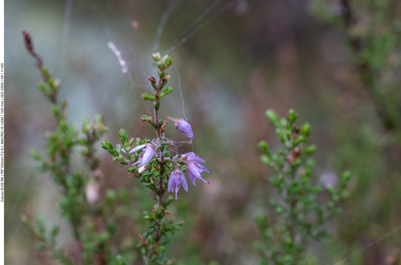 Pfad durch dichtes Gesträuch