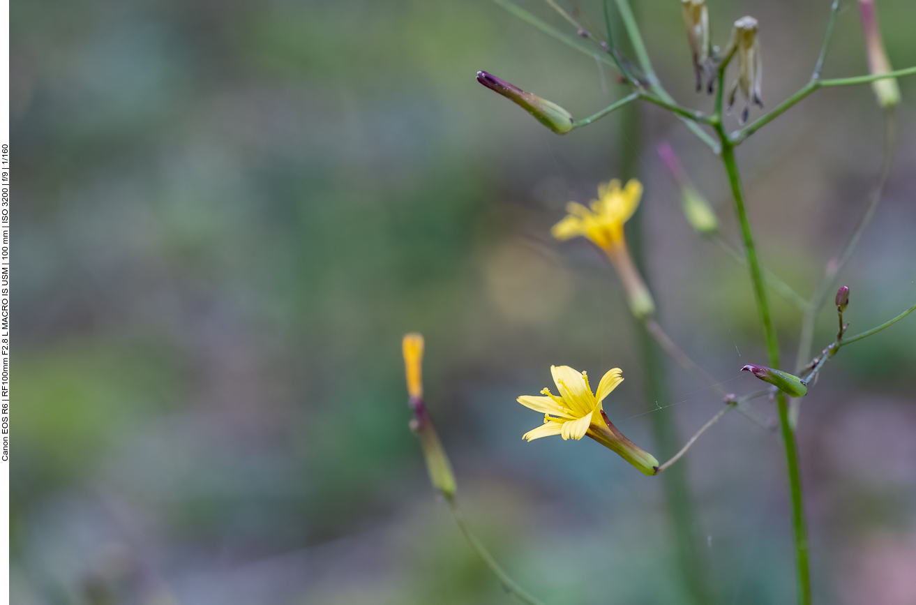 Mauerlattich [Lactuca muralis]