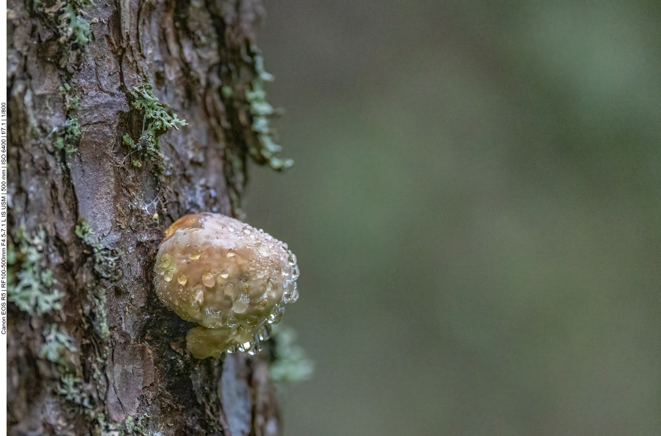 Baumpilz mit Schleimabsonderung