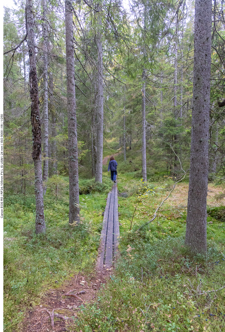 Auf einem Holzbohlenweg durch ein Feuchtgebiet