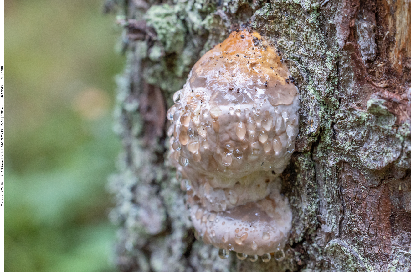 Baumpilz mit Absonderungen