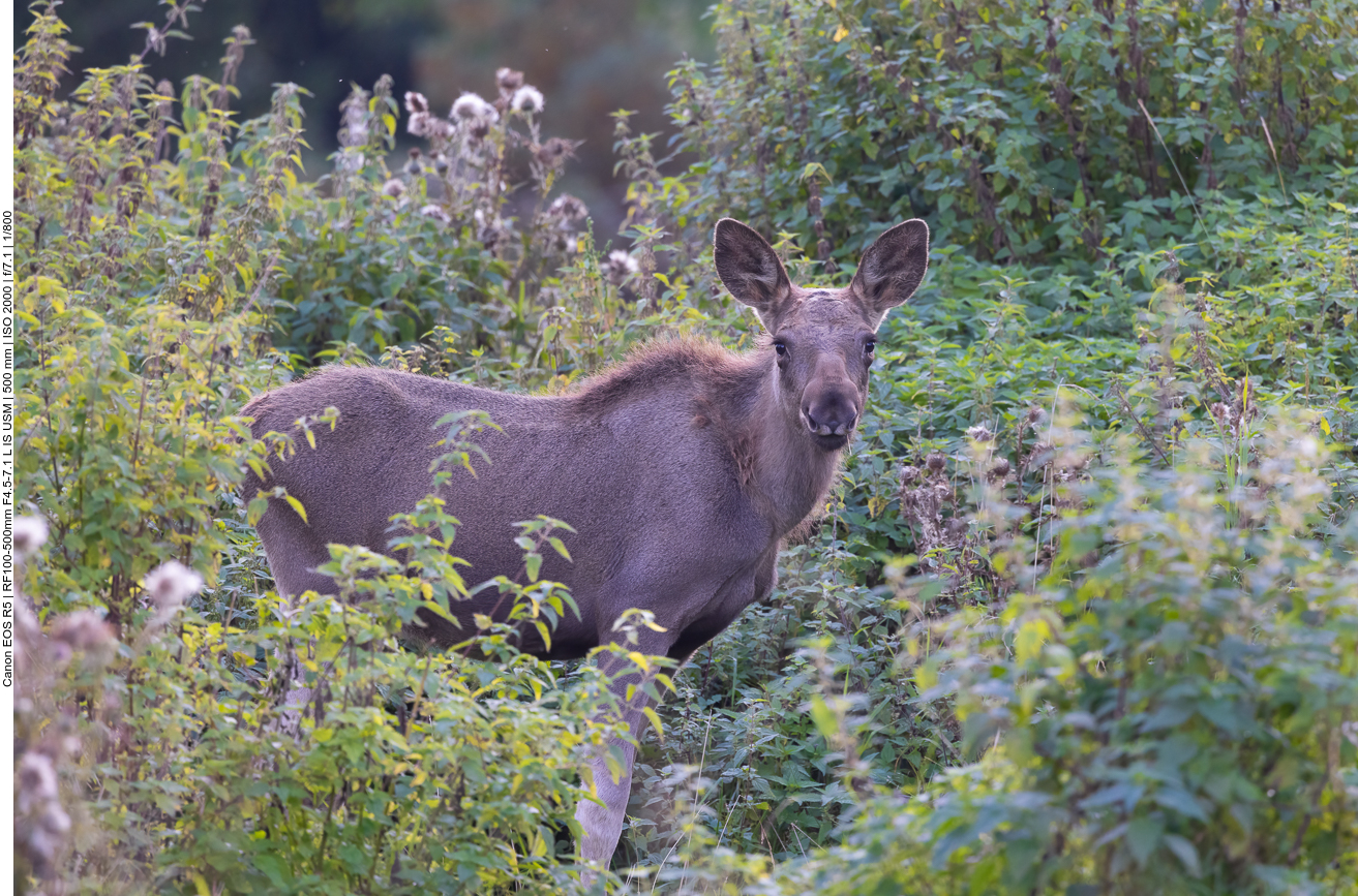 Junger Elch im Gebüsch
