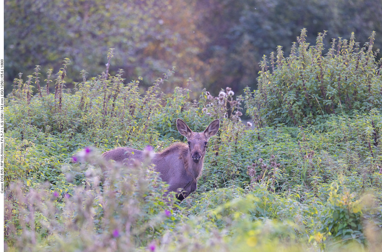 Junger Elch im Gebüsch