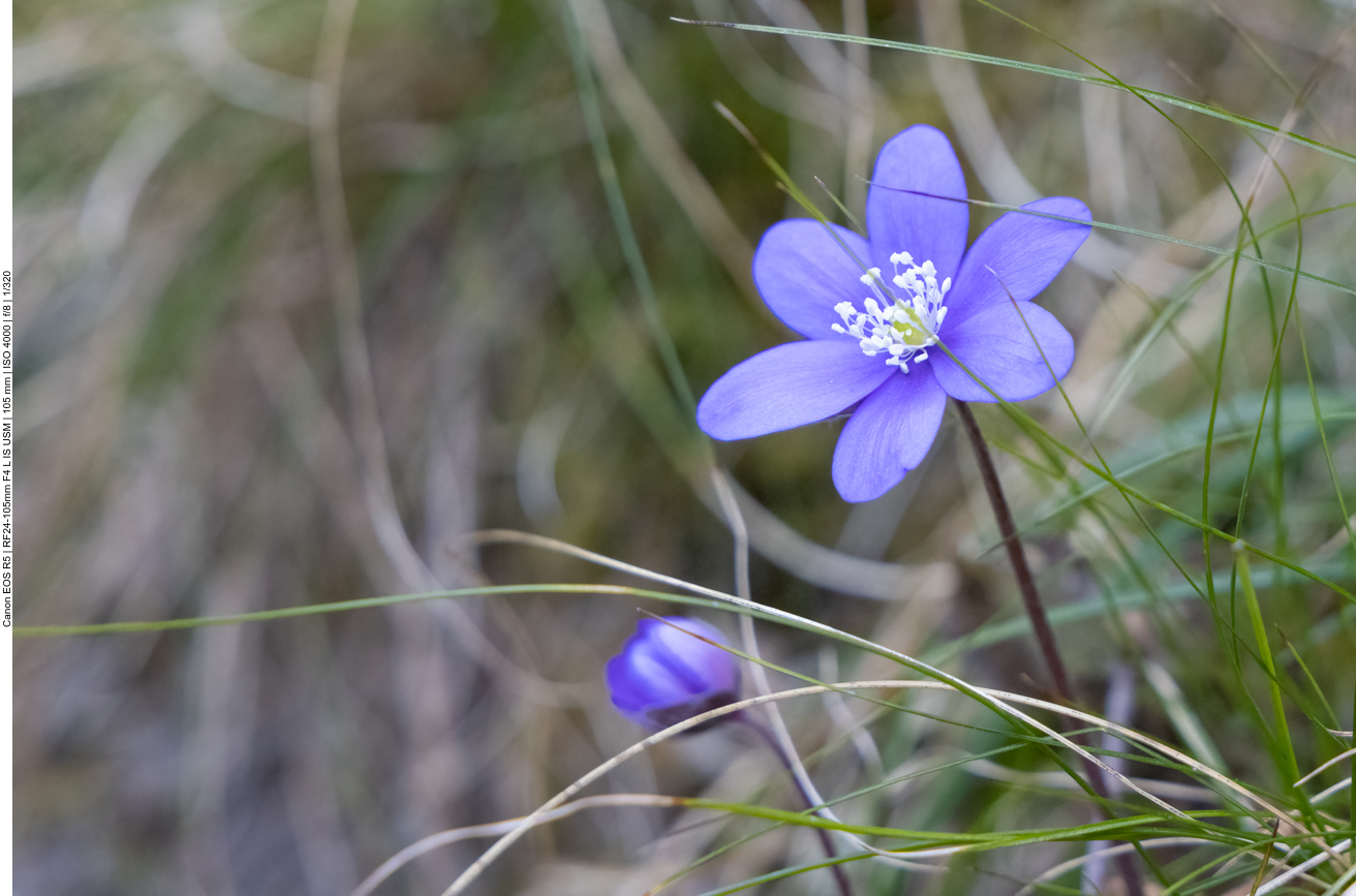 Auch hier gibt es Leberblümchen ...