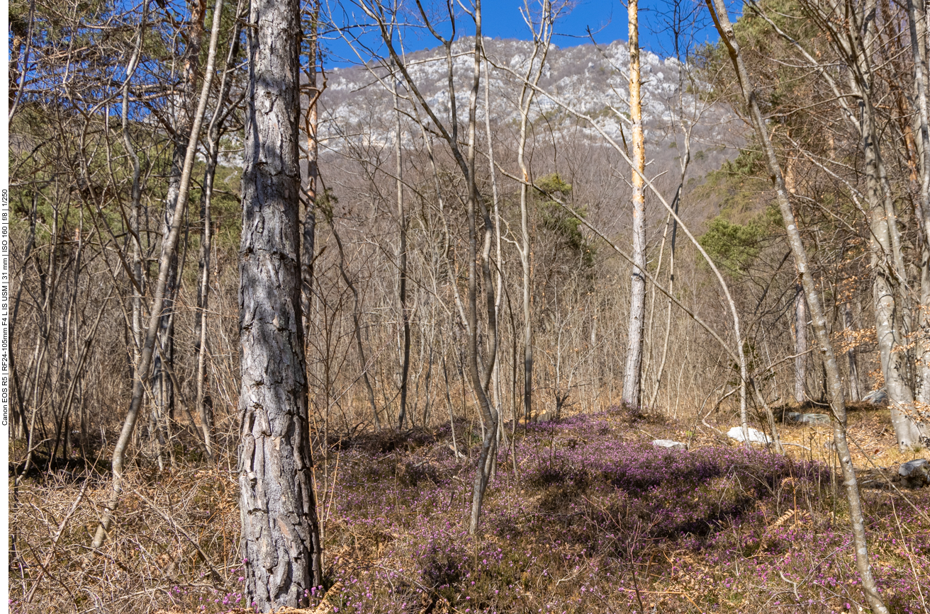 Blütenteppich im Wald