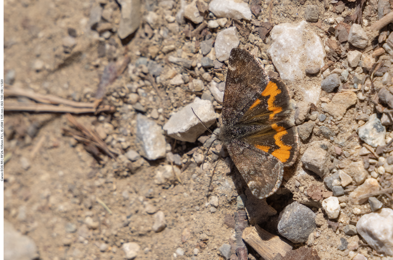 Leider nicht bestimmt :-(