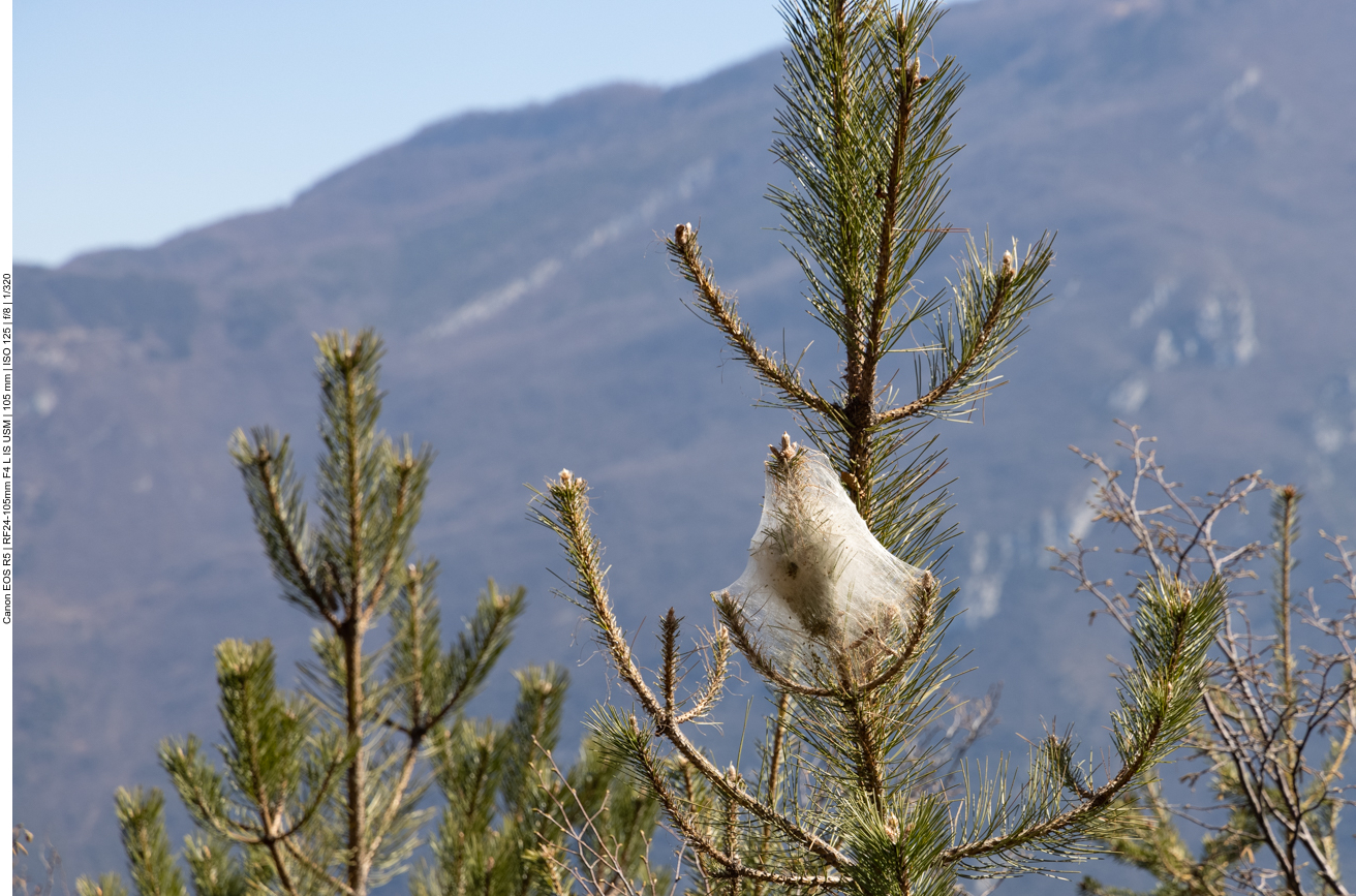 Netz von Seidenspinnerraupen, war hier häufig anzutreffen