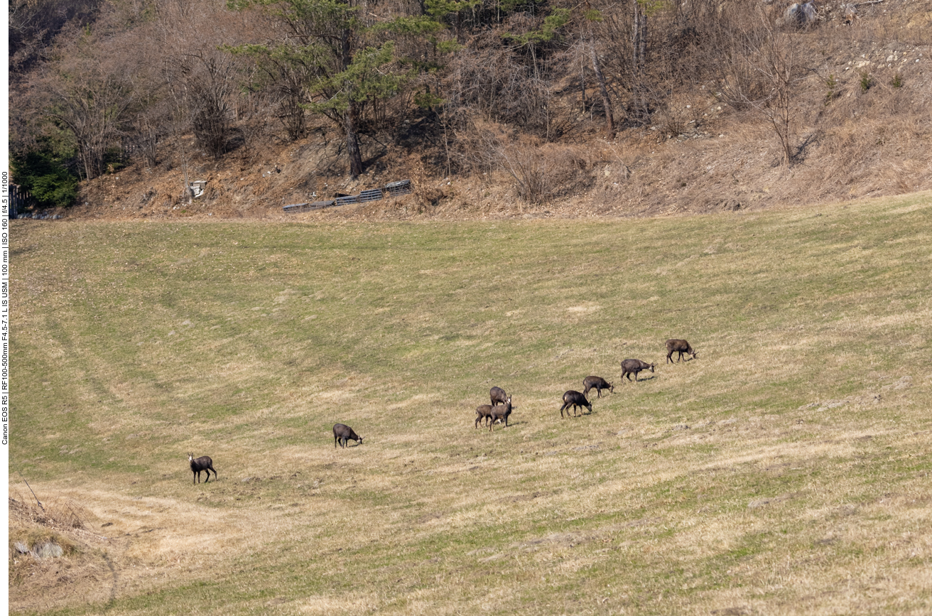 Auf einer Lichtung sehen wir einige Gämsen grasen