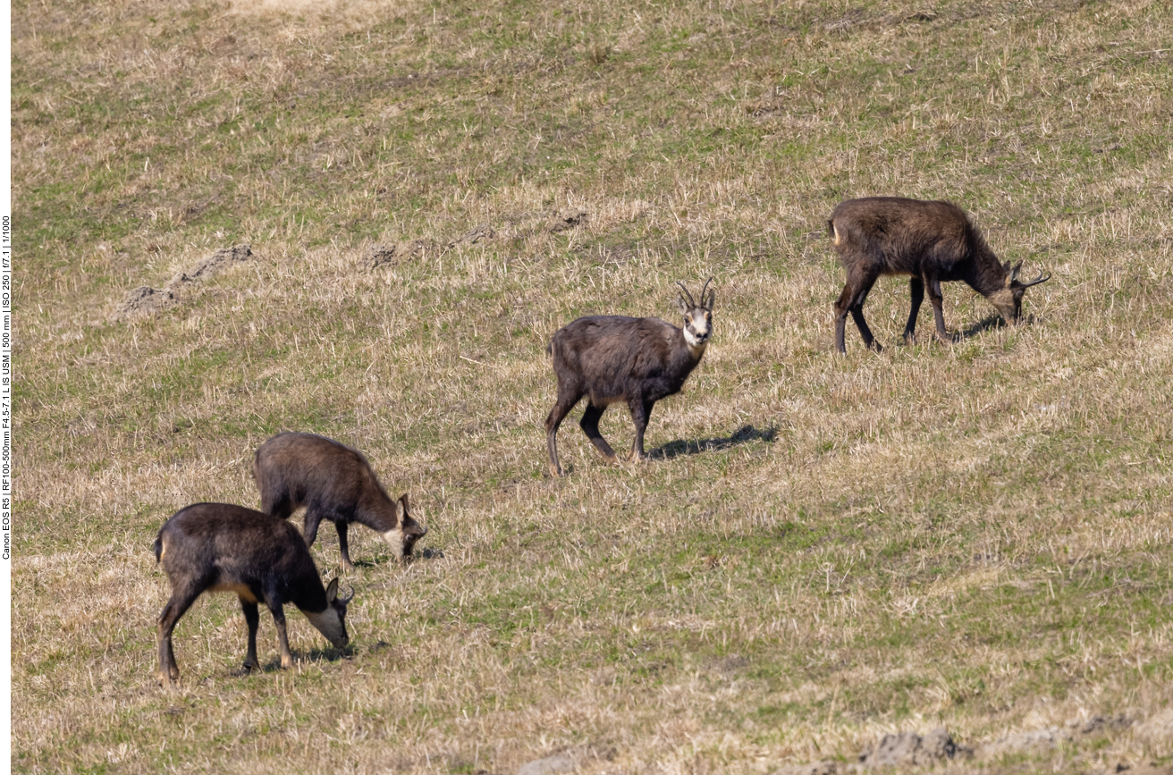 ... laufen aber nicht weg