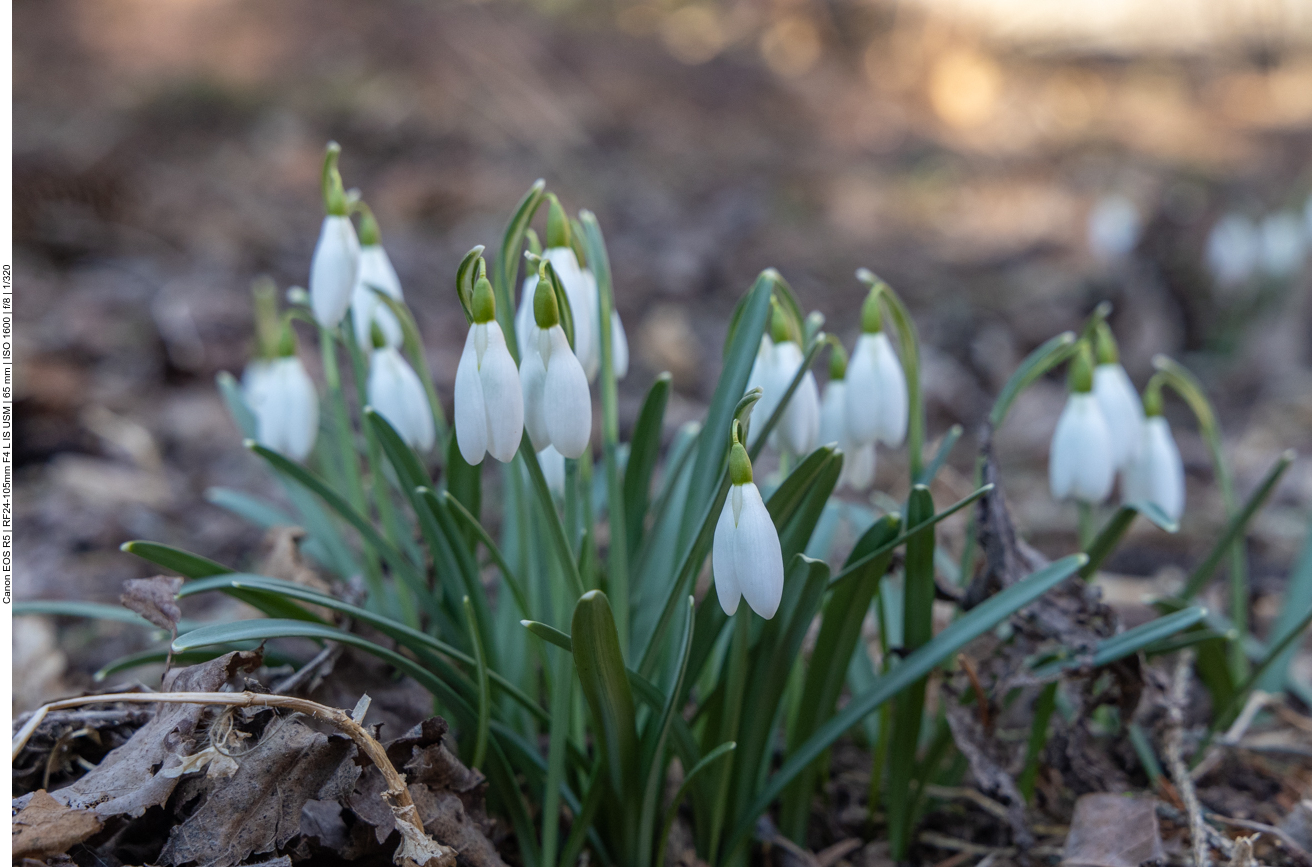 Frühblüher am Wegesrand