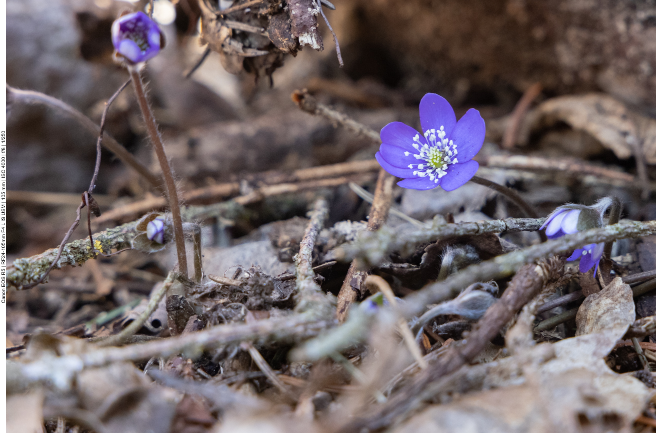 Leberblümchen [Hepatica nobilis]
