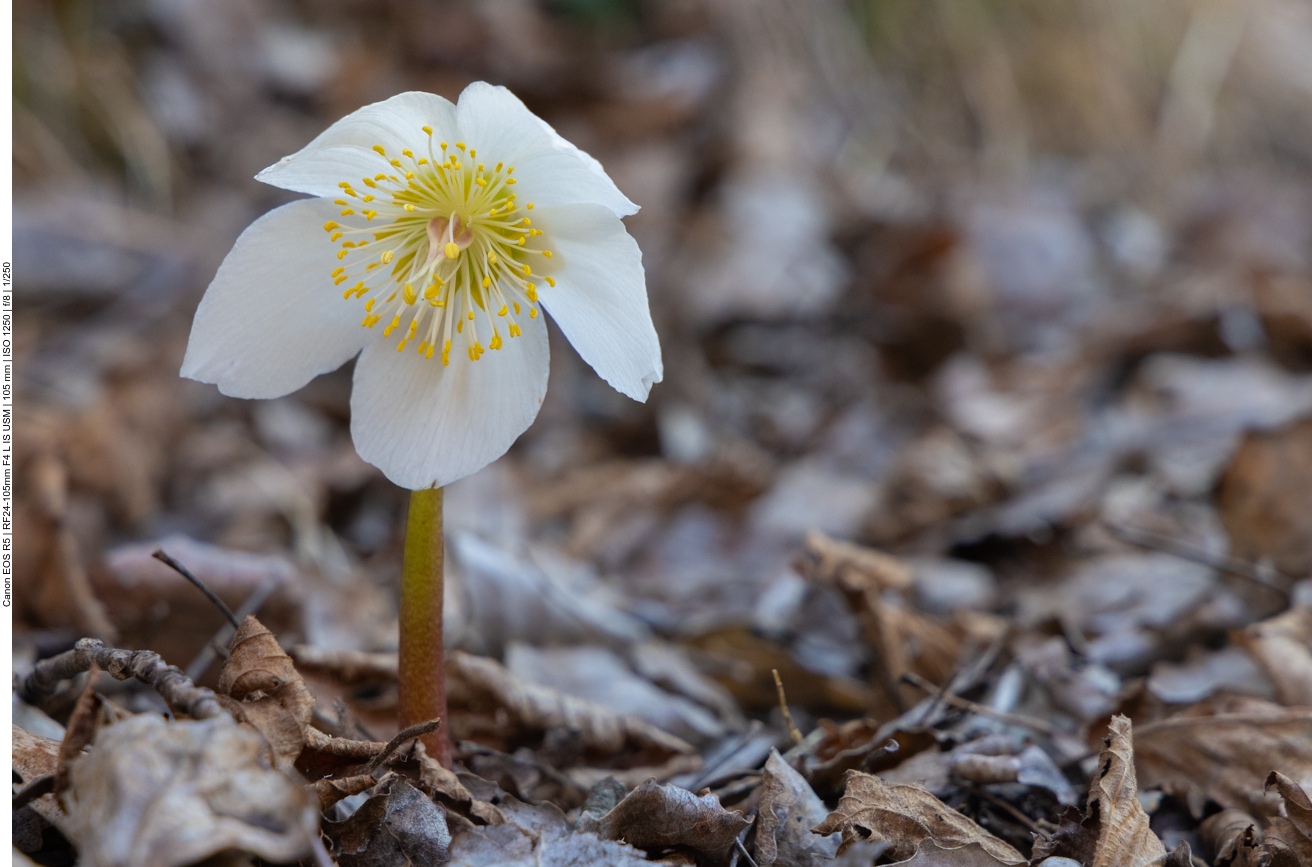 Schneerose [Helleborus niger] meist Christrose oder auch Schwarze Nieswurz genannt