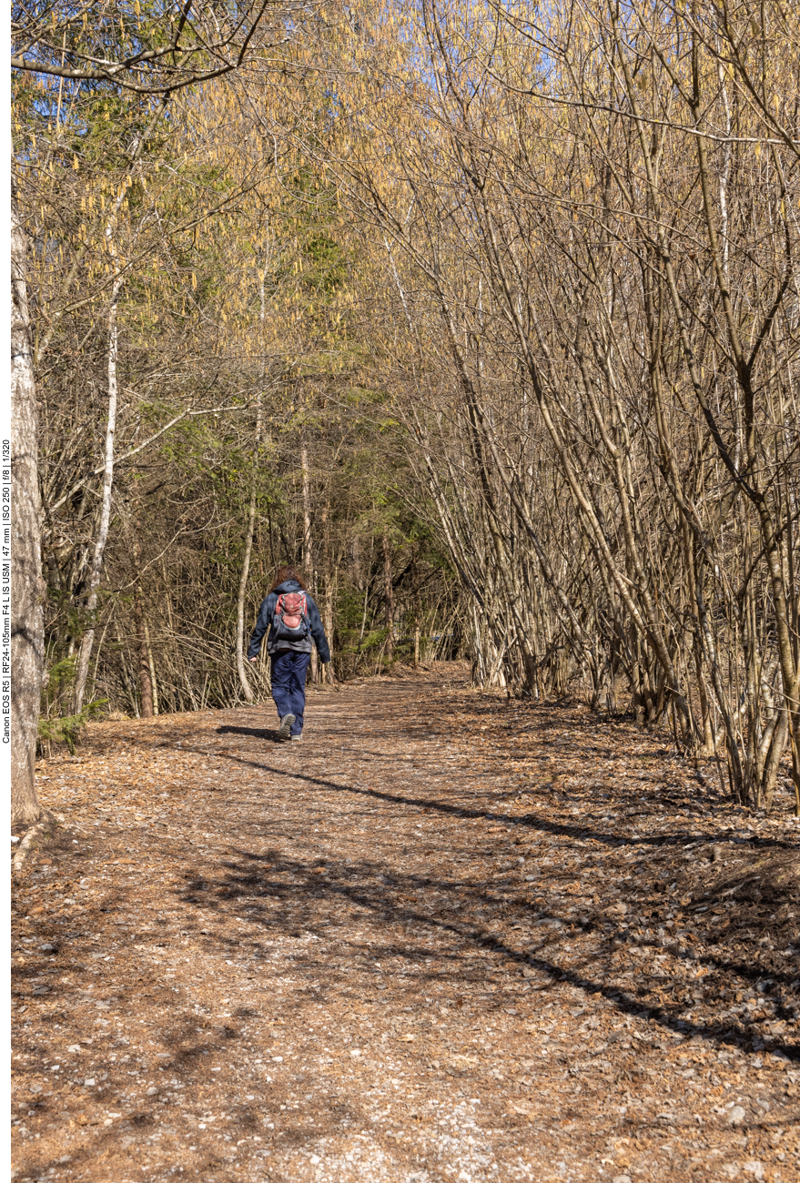 Die Zweige bilden fast einen Tunnel über dem Weg
