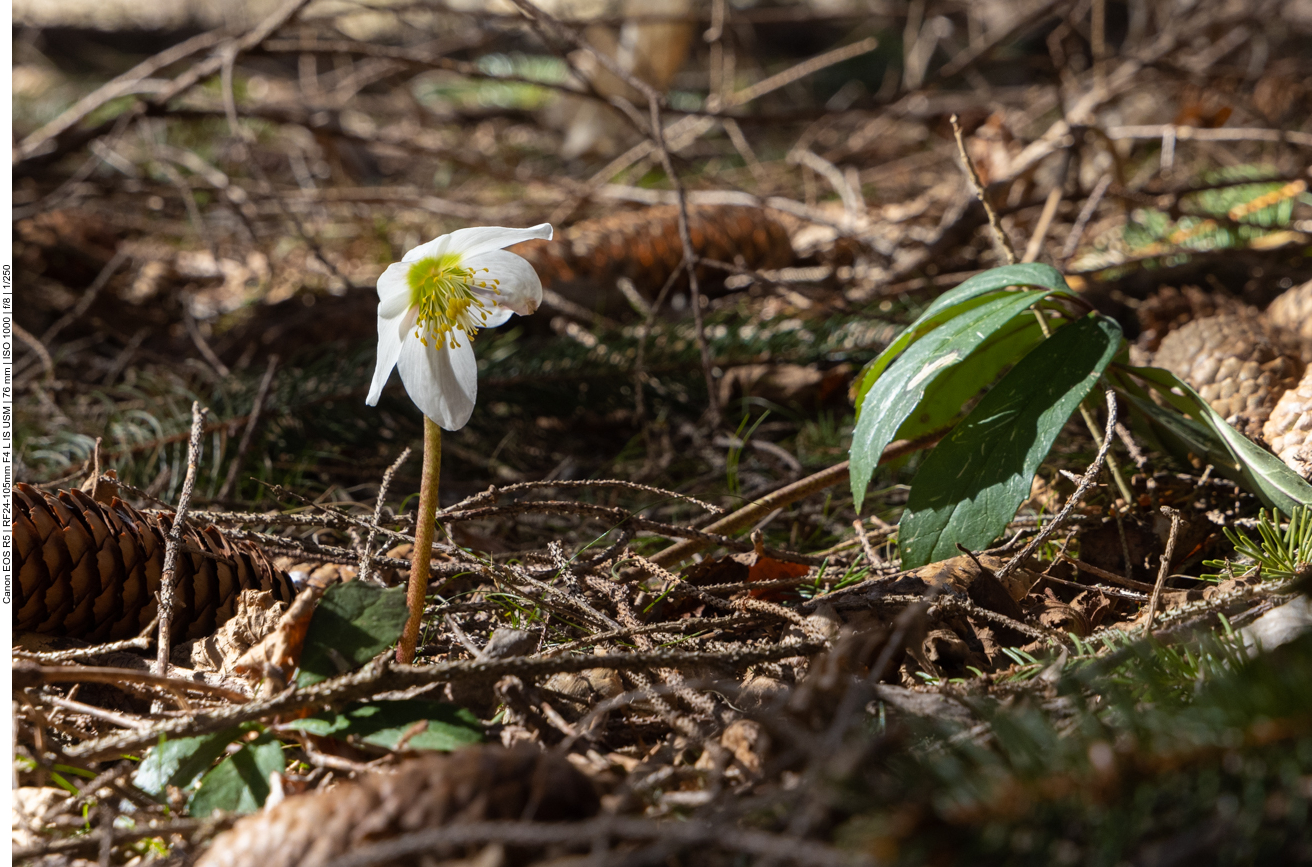 Überall stehen hier Schneerose ...