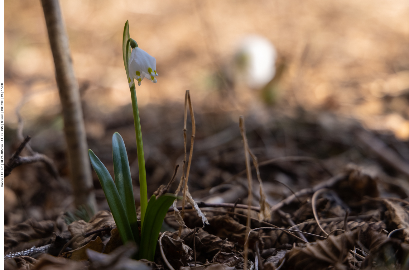 Frühlings-Knotenblume [Leucojum vernum] auch Märzenbecher genannt