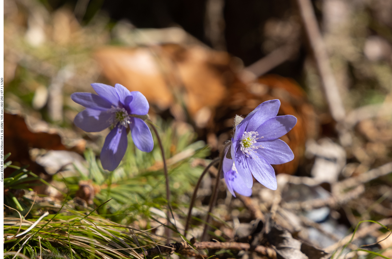 Wieder Leberblümchen