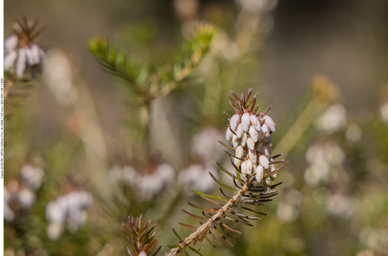 Schneeheide [Erica carnea]