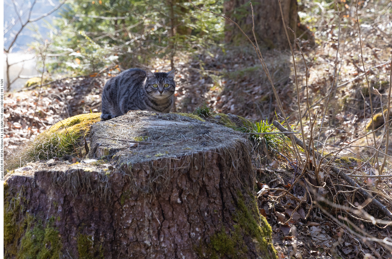 Katze vom nahen Bauernhof