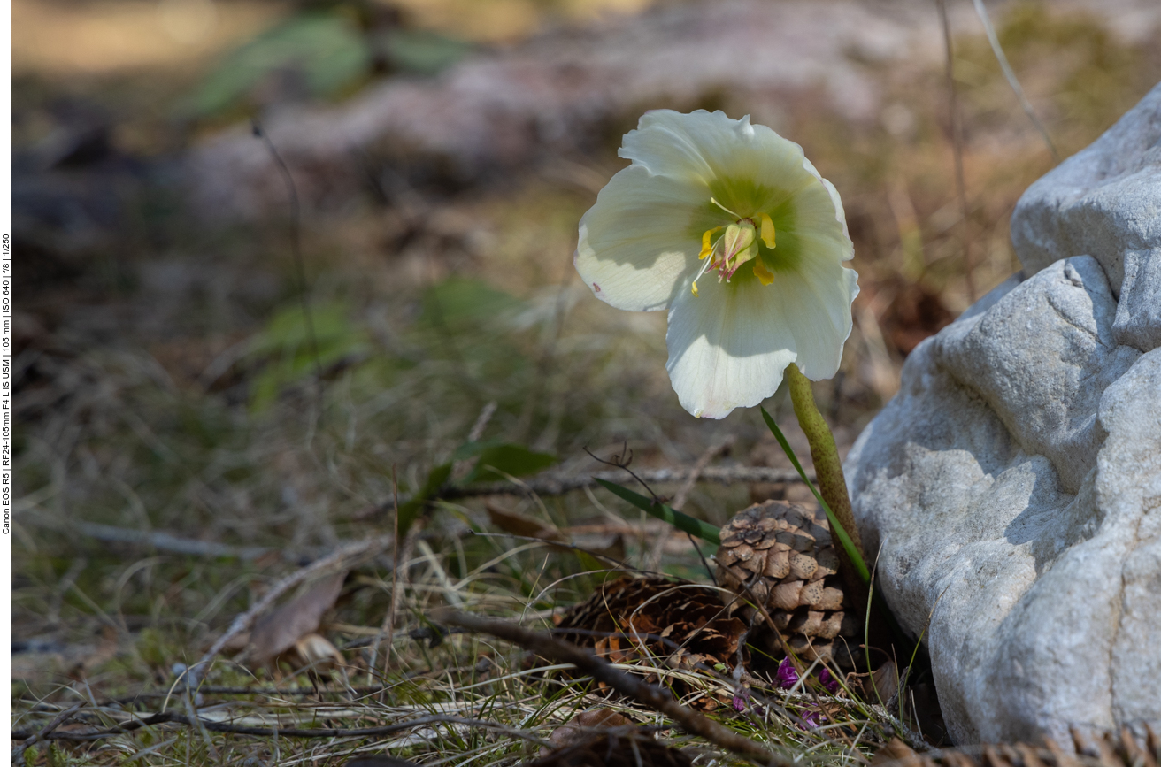Schneerose (wieder mal)