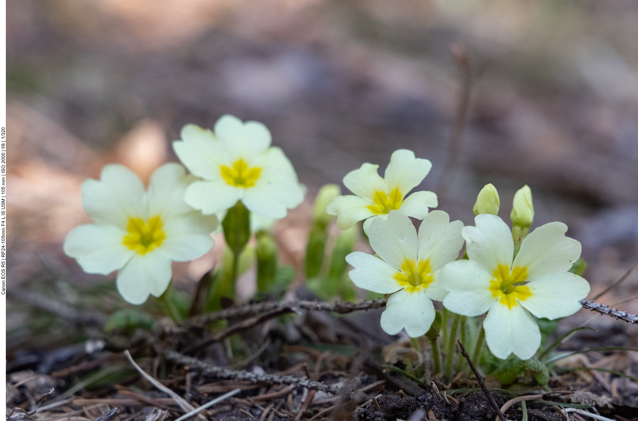Stängellose Schlüsselblume [Primula vulgaris] ...