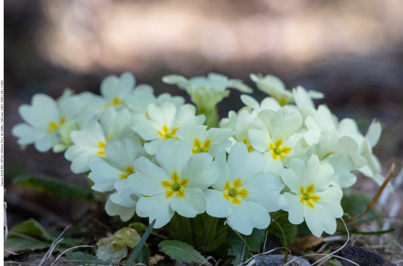 ... sie wird auch Erdprimel genannt