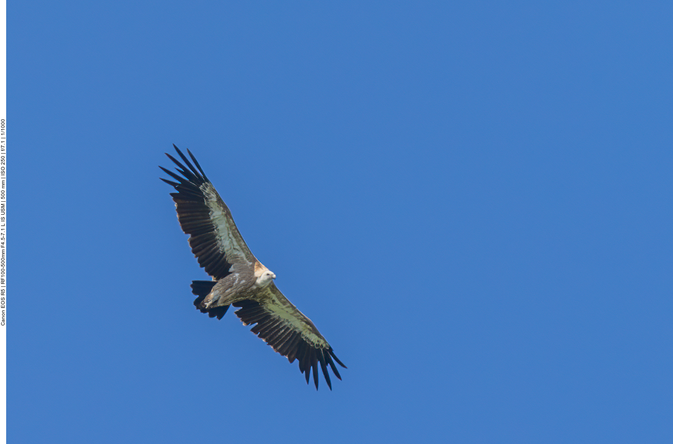 Insbesondere vormittags kann man die Geier am Himmel bewundern