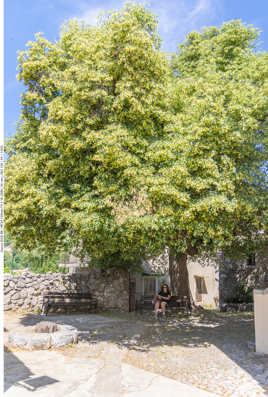 Im großen Baum summen tausende Bienen