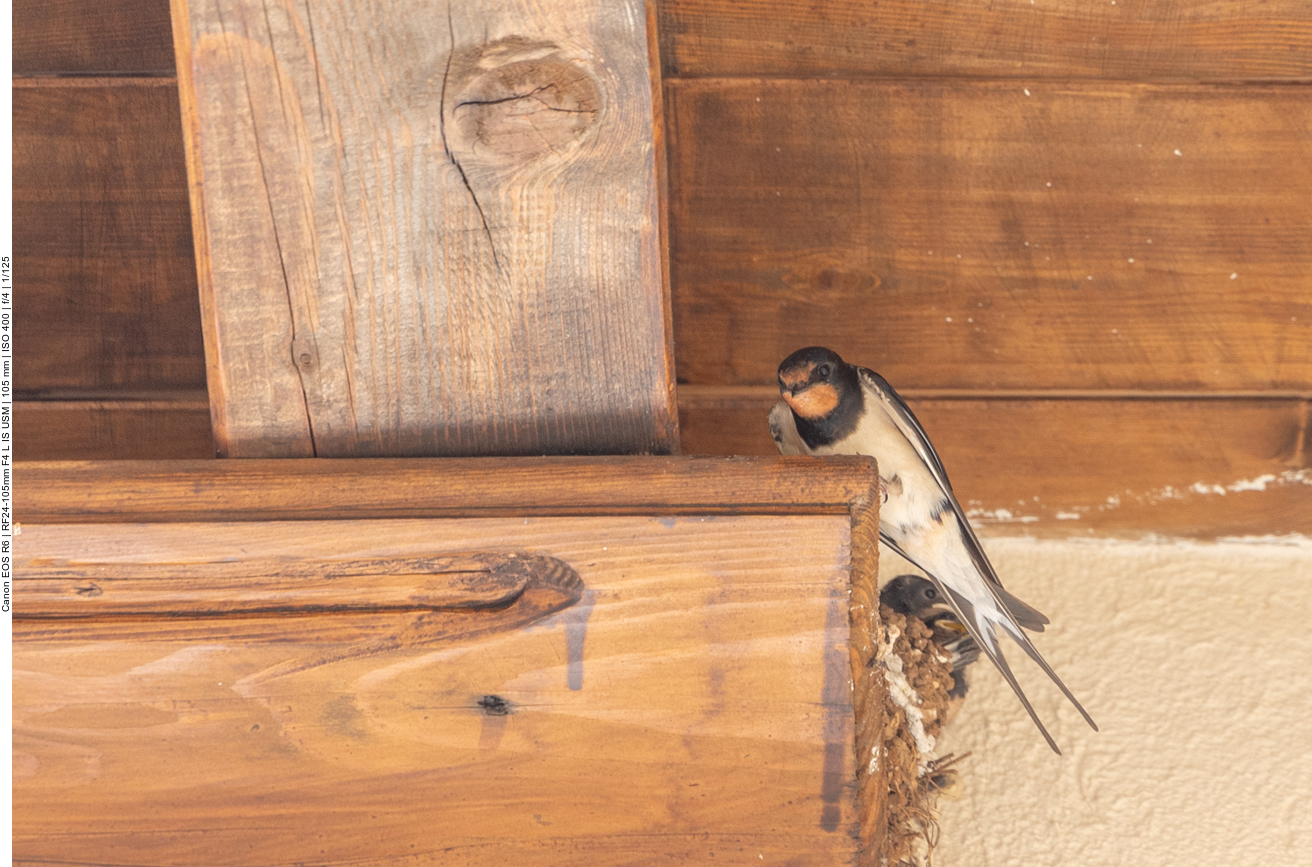 Rauchschwalbe am Nest