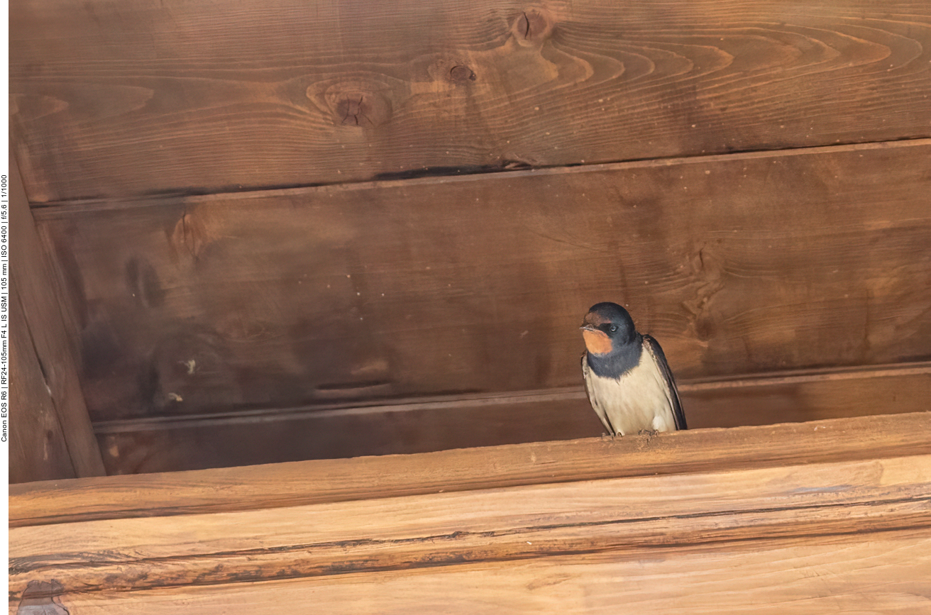 Rauchschwalbe auf Dachbalken