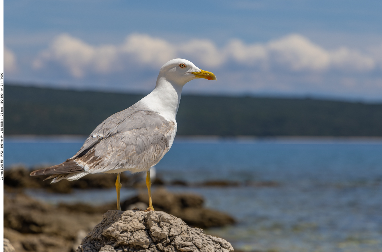Mittelmeermöwe [Larus michahellis]