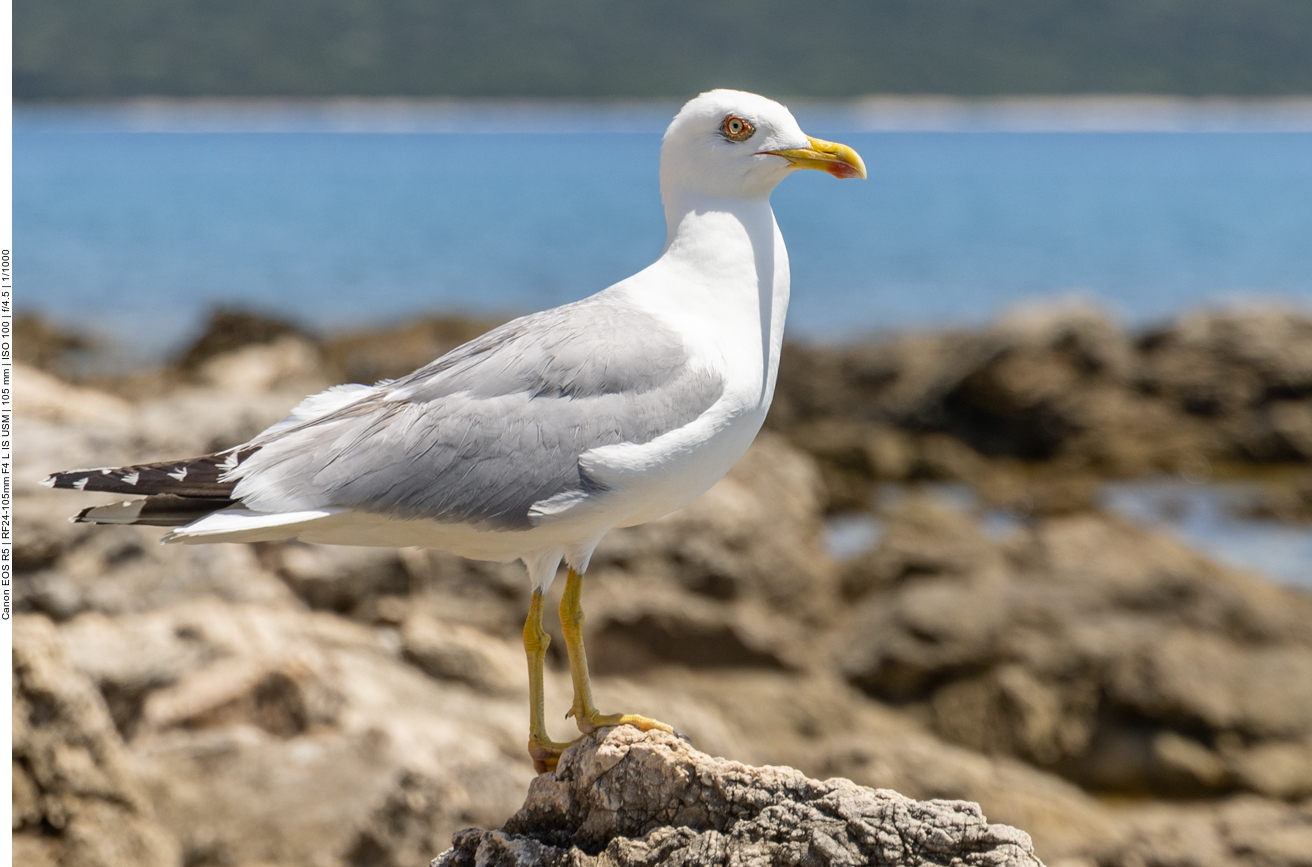Mittelmeermöwe [Larus michahellis]