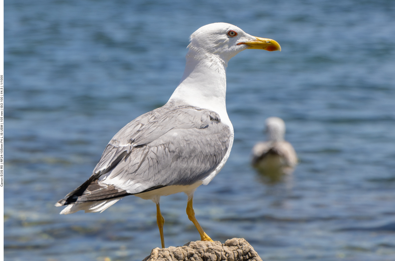 Mittelmeermöwe [Larus michahellis]