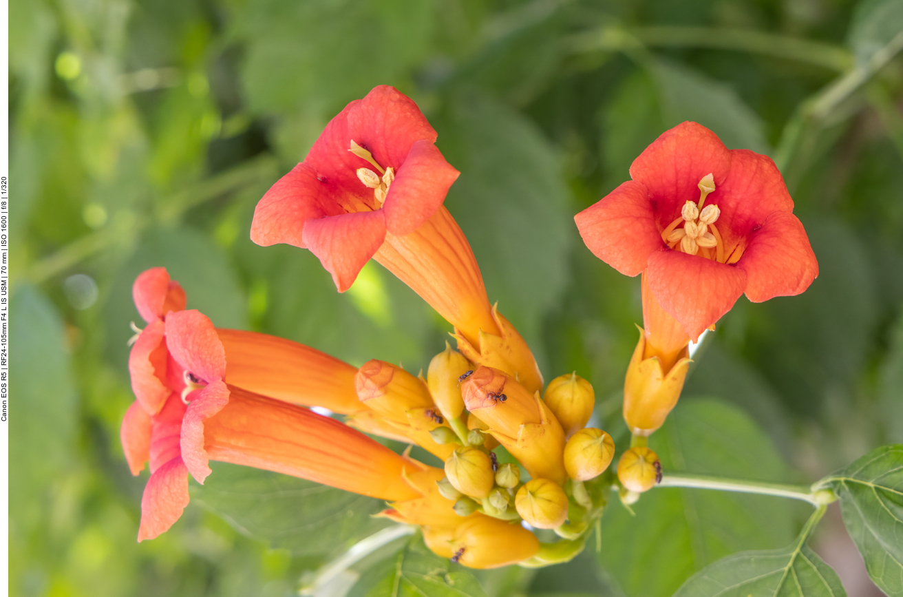 Jasmintrompete [Campsis radicans]