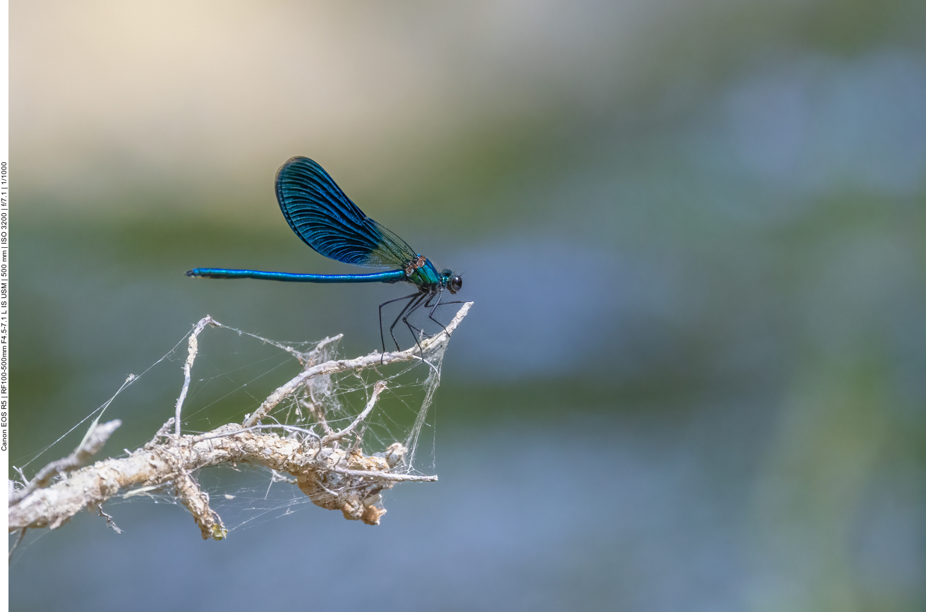 Blauflügel Prachtlibelle