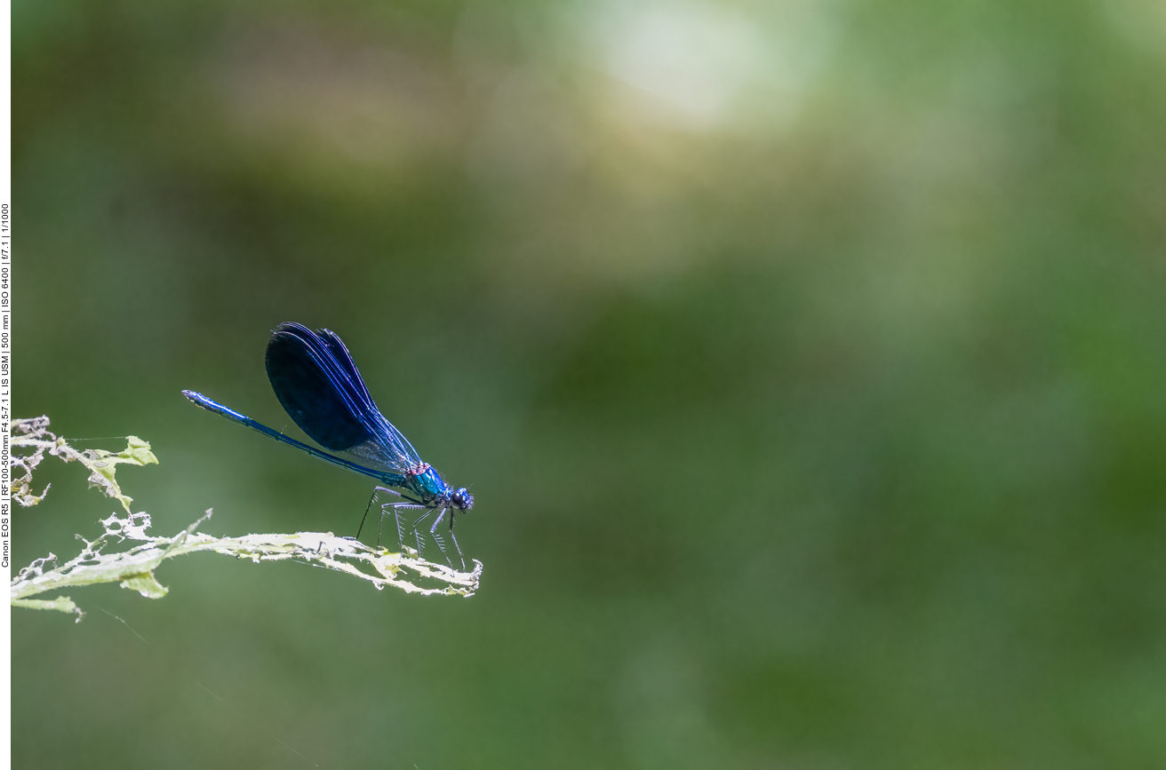 Blauflügel Prachtlibelle