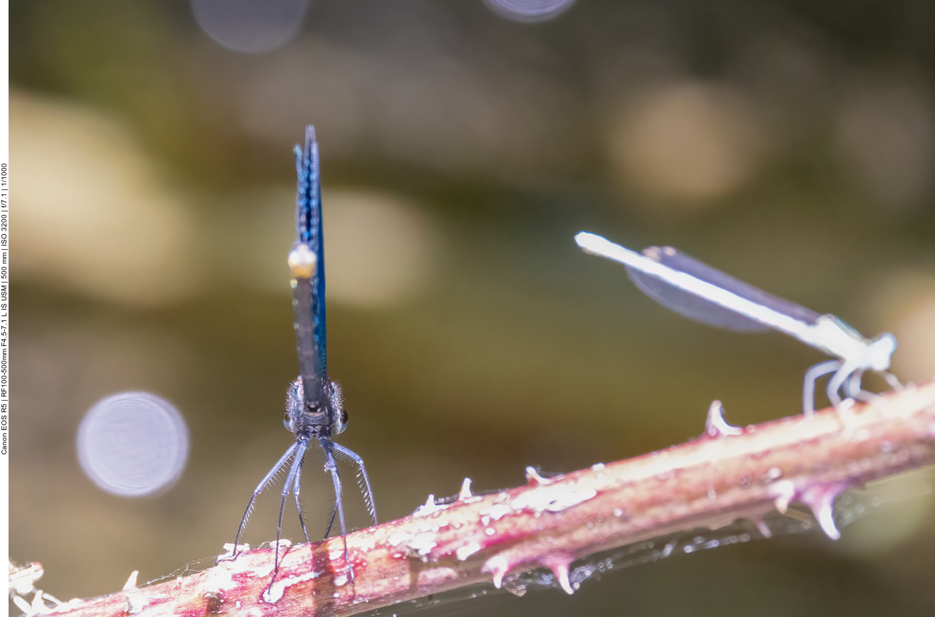 Blauflügel Prachtlibelle
