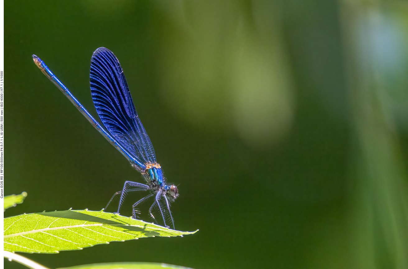 Blauflügel Prachtlibelle